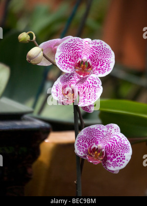 L'Orchidée Zygopetalum en fleurs Banque D'Images