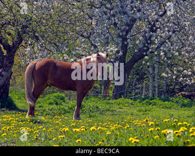 Icelandic Horse sur un champ de fleurs de pissenlit, sous les arbres en fleurs, en Suède. Banque D'Images