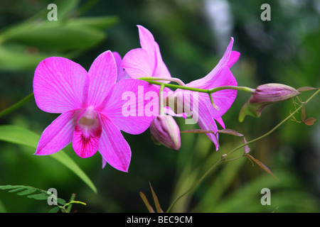 L'Orchidée Zygopetalum en fleurs Banque D'Images