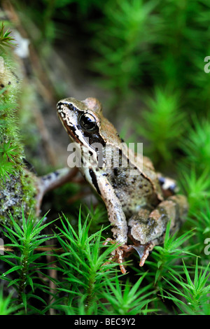Moor frog (Rana arvalis) assis dans la mousse Banque D'Images