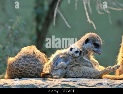 Meerkat (Suricata suricatta), la famille, les jeunes, des animaux dans le besoin d'affection Banque D'Images