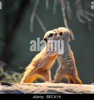 Les suricates (Suricata suricatta) combats, deux jeunes animaux Banque D'Images