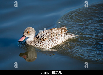 Sarcelle du Cap (Anas capensis) natation Banque D'Images