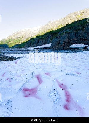 La neige rouge, melon d'algues Chlamydomonas nivalis (neige), Chloromonas Kryoflora, près du sommet, de piste, le col Chilkoot, Banque D'Images