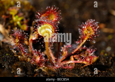 Le rossolis à feuilles rondes rossolis ou conjoint (Drosera rotundifolia), plante carnivore, plantes de tourbière que de 4 à 5 cm de taille, Breitenburger Mo Banque D'Images