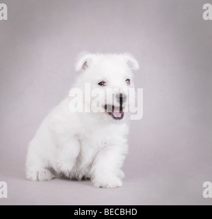 En colère contre West Highland White Terrier puppy portrait Banque D'Images