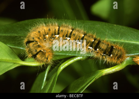 Chêne (Quercus) Lasiocampa Eggar, Caterpillar Banque D'Images