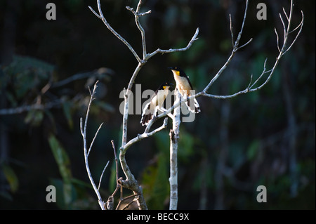 Black-capped Donacobius Donacobius atricapilla (paire) perché sur la végétation de la rive du lac Anangucocha NP Yasuni Rainforest Equateur Banque D'Images