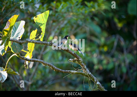 Black-capped Donacobius Donacobius atricapilla (paire) rive Lac Anangucocha végétation perché NP Yasuni Rainforest Equateur Banque D'Images