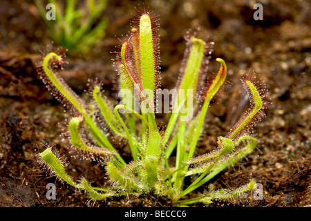 Le rossolis (Drosera capensis) Banque D'Images