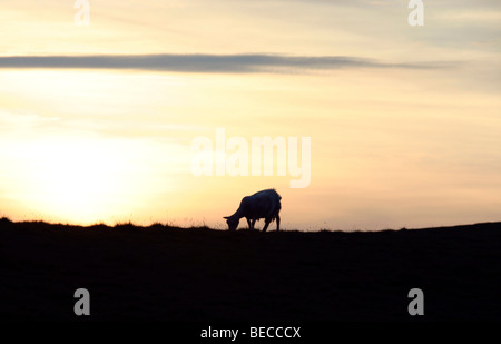 Lone moutons silhouette au coucher du soleil Skye Banque D'Images