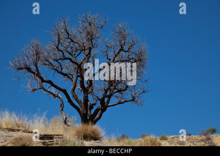 Acacia Camelthorn, Namibie Banque D'Images