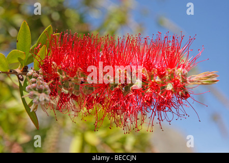 Callistemon citrinus, Crimson Bottlebrush, Myrtaceae, île de Crète, Grèce Banque D'Images