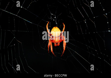 Araignée rouge orbweaver. Banque D'Images