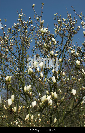 Magnolia x soulangeana 'Lennei alba' Banque D'Images