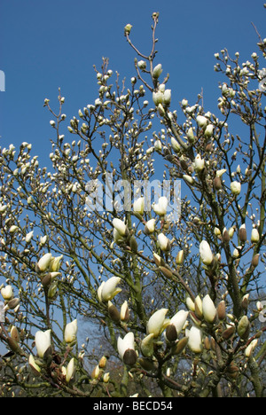 Magnolia x soulangeana 'Lennei alba' Banque D'Images