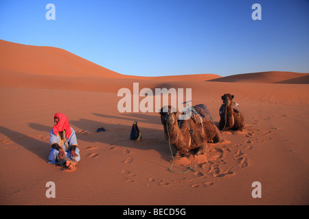 L'homme bleu du désert se trouve par des chameaux sur l'Erg Chebbi dunes de sable dans le désert du Sahara, près de Merzouga, Maroc, Afrique du Nord Banque D'Images