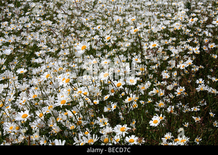 Un champ d'ox-eye daisies, Surrey, Angleterre, Royaume-Uni. Banque D'Images