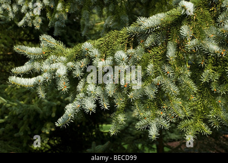 Picea pungens 'Moerheimii' Banque D'Images