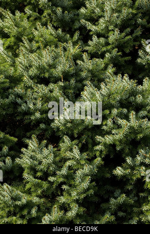 Picea pungens 'Moerheimii', l'épinette bleue du Colorado Banque D'Images