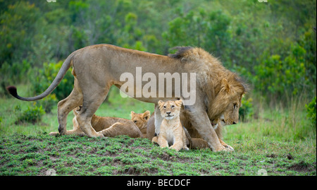 Lion (Panthera leo), le comportement social dans un pack, deux lions avec oursons, Masai Mara National Reserve, Kenya, Afrique de l'Est Banque D'Images