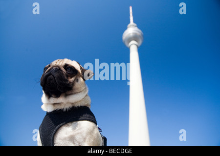 Les jeunes Le pug posing in front of Fernsehturm, la tour de télévision, Berlin, Germany, Europe Banque D'Images