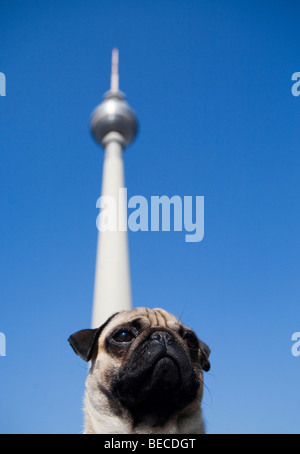 Les jeunes en face de pug Fernsehturm, la tour de télévision, Berlin, Germany, Europe Banque D'Images