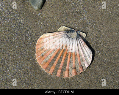 Seule grande coquille Saint-Jacques sur une plage de sable foncé Banque D'Images