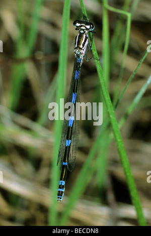 Demoiselle Coenagrion pulchellum (variable), Femme Banque D'Images