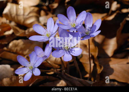 Kidneywort, hépatique ou l'ombelle (Hepatica nobilis) Banque D'Images