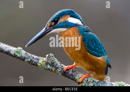 Kingfisher (Alcedo atthis commun), Woergl, Tyrol, Autriche, Europe Banque D'Images