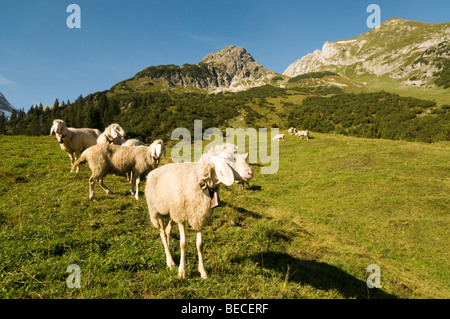 Moutons sur un alpage, Obere, Licht-Alm Schwarzwassertal, Lechtal, Reutte, Tyrol, Autriche, Europe Banque D'Images