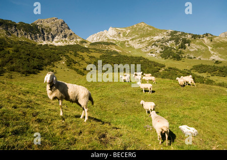 Moutons sur un alpage, Obere, Licht-Alm Schwarzwassertal, Lechtal, Reutte, Tyrol, Autriche, Europe Banque D'Images