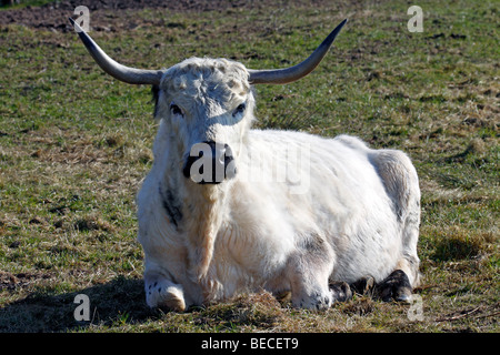 Vache bovin, les bovins domestiques, femme, rare vieille race (Bos primigenius f. taurus) Banque D'Images