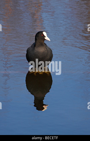 Foulque macroule, Noir Foulque macroule (Fulica atra) Banque D'Images