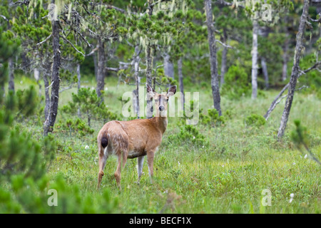 Guadeloupe les cerfs à queue noire (Odocoileus hemionus), femme, île Mitkof, sud-est de l'Alaska, l'Alaska, USA, Amérique du Nord Banque D'Images