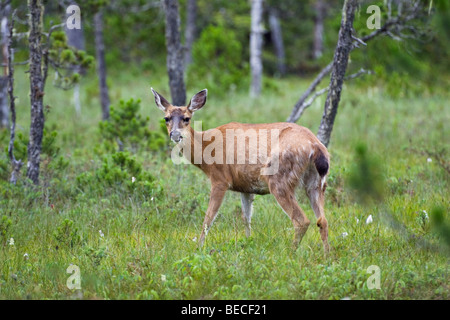 Guadeloupe les cerfs à queue noire (Odocoileus hemionus), femme, île Mitkof, sud-est de l'Alaska, l'Alaska, USA, Amérique du Nord Banque D'Images