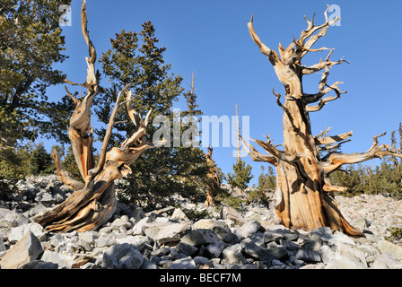 Bristlecone Pines (Pinus aristata), entre 2000 et 3000 ans, Bristlecone Pine Grove, Parc National du Grand Bassin, Nevada, Banque D'Images