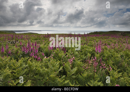 Paysage de l'île de Skomer avec digitales en fleurs Banque D'Images