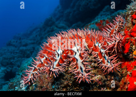 Poison la couronne d'Étoile de mer Acanthaster planci sur un récif, Cocos Island, au Costa Rica, en Amérique centrale, du Pacifique Banque D'Images