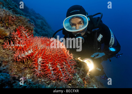 Plongeur avec flambeau regardant un poison La couronne d'Étoile de mer Acanthaster planci sur un récif, Cocos Island, Costa Rica, Central Banque D'Images