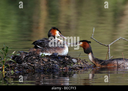 La nidification grèbe huppé avec des poussins à l'arrière (Podiceps cristatus) Banque D'Images