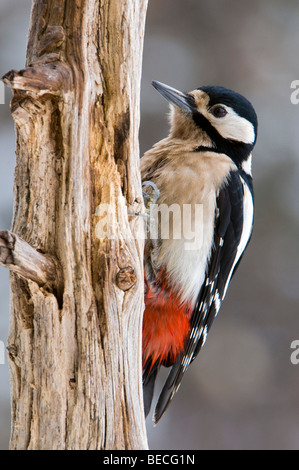 Great Spotted woodpecker (Picoides majeur), Stans, Tyrol, Autriche, Europe Banque D'Images