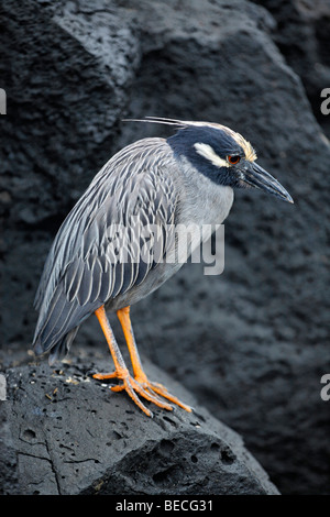 Bihoreau gris-jaune (Nyctanassa violacea), l'île de Santiago, San Salvador, l'île James, Puerto Egas, Galapagos Achipelag Banque D'Images