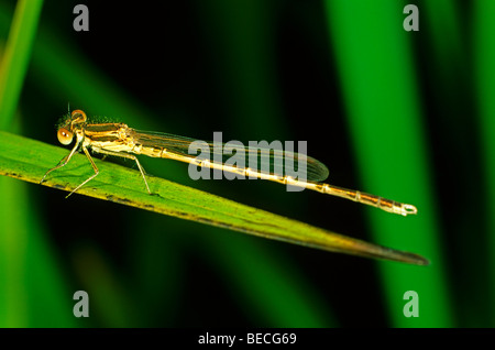 Demoiselle d'hiver commun (Sympecma fusca) Banque D'Images