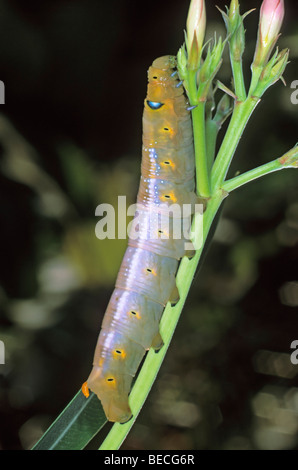 Oleander Hawk-moth (Daphnis nerii), Caterpillar se nourrissant de oleander Banque D'Images