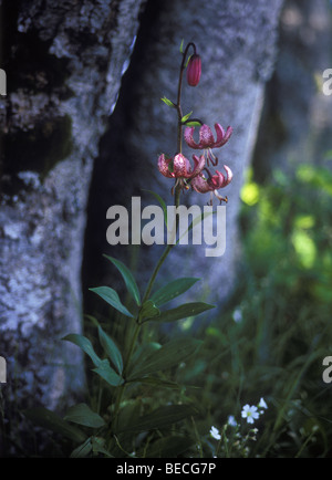 Turk's Cap Lily (Lilium martagon), Creux du Van, Jura suisse, Suisse, Europe Banque D'Images