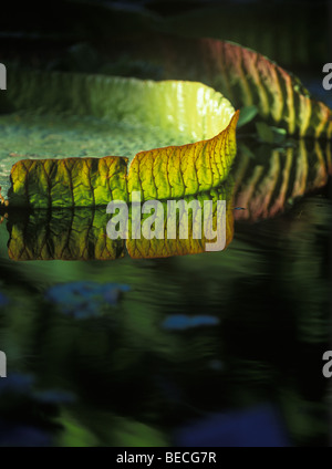 Nénuphar géant (Victoria Amazonica) Banque D'Images