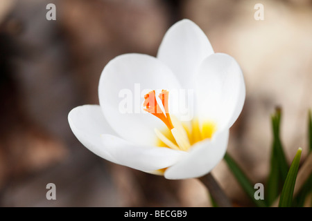 Crocus safran (Crocus sativus), white blossom Banque D'Images