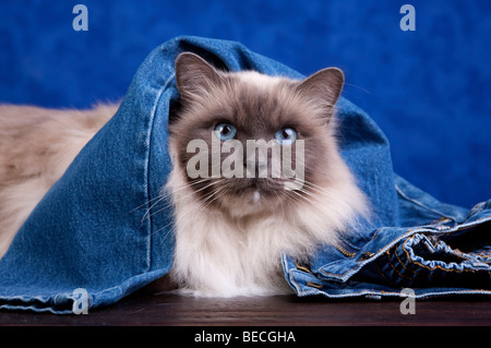 Chat Sacré de Birmanie couché au jeans Banque D'Images